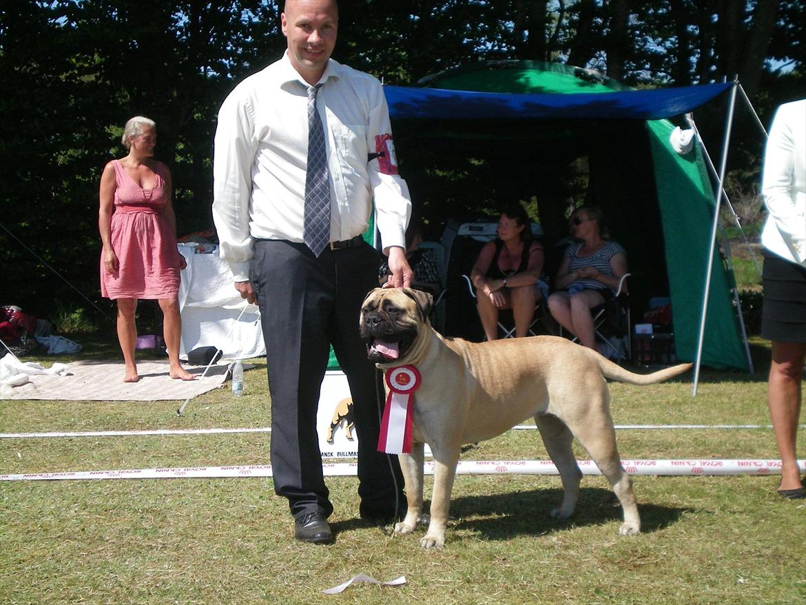 Bullmastiff Sotarbacken`s Candy Bar Crunch(Candy) billede 3