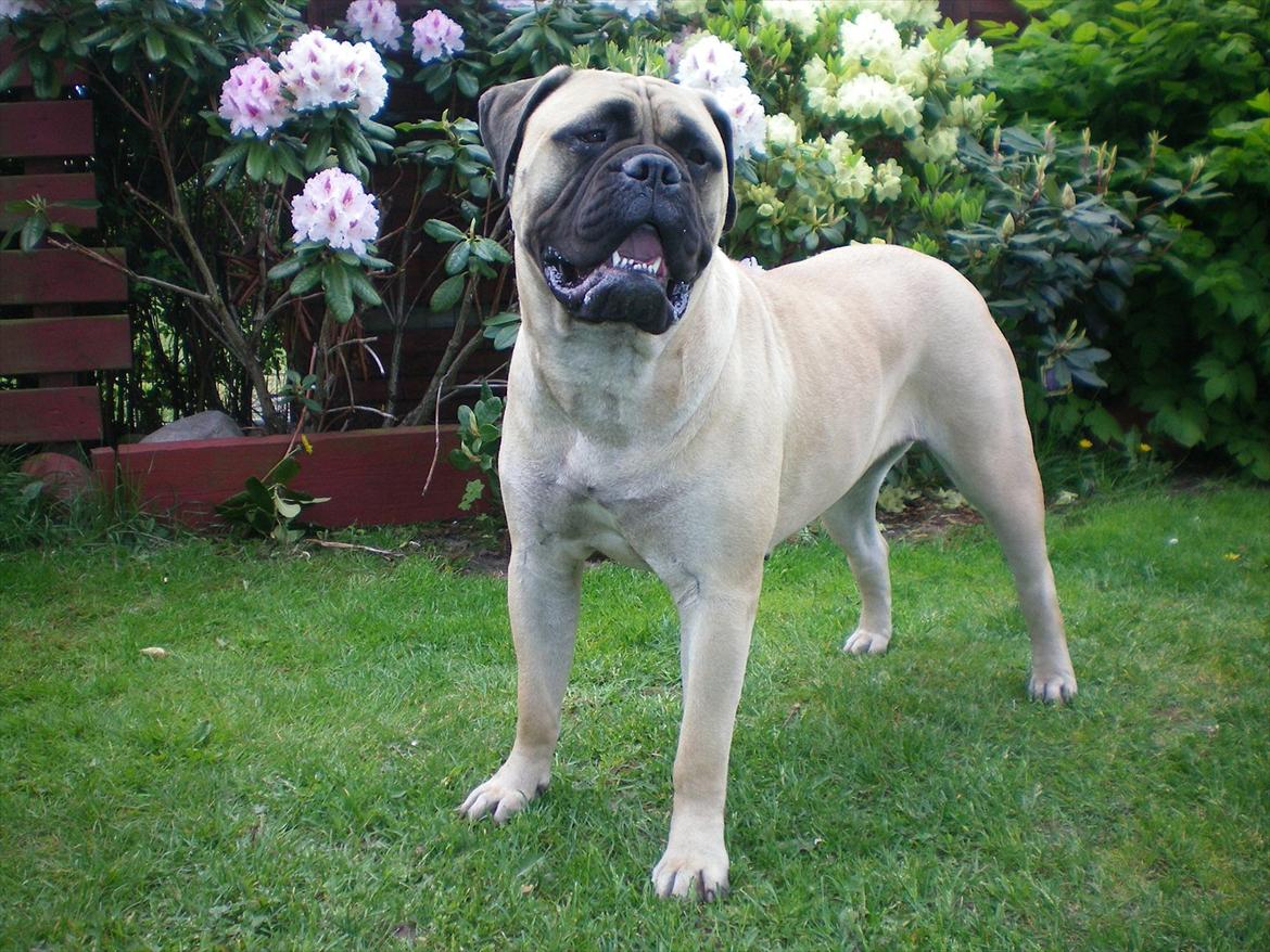 Bullmastiff Sotarbacken`s Candy Bar Crunch(Candy) billede 4