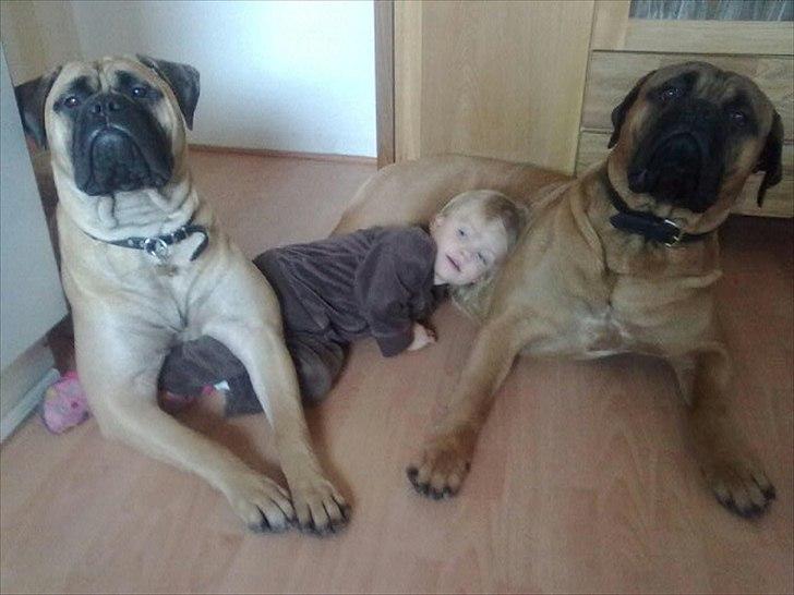 Bullmastiff Sotarbacken`s Candy Bar Crunch(Candy) billede 5