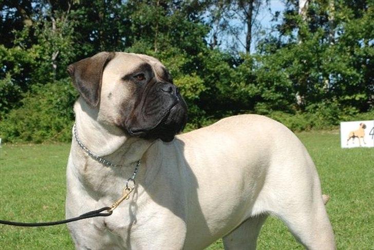 Bullmastiff Sotarbacken`s Candy Bar Crunch(Candy) billede 6