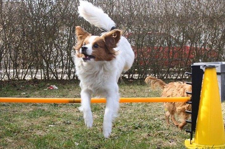 Blanding af racer Karla - Hun er mega sej til at springe<3 Foto: Maria Aaby billede 2