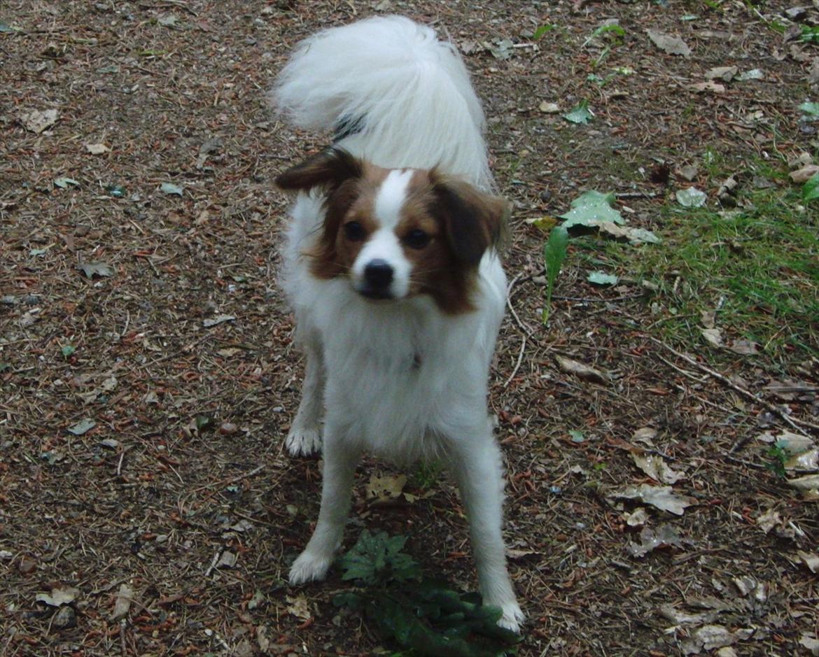 Blanding af racer Karla - På ferie:-) Foto: Mig billede 3