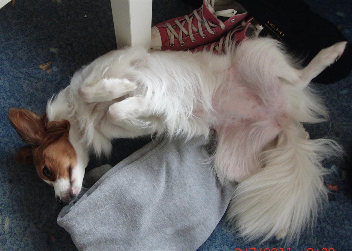 Blanding af racer Karla - Evt. fordi Karla elsker at blive kløet på maven! Foto: MIg billede 4