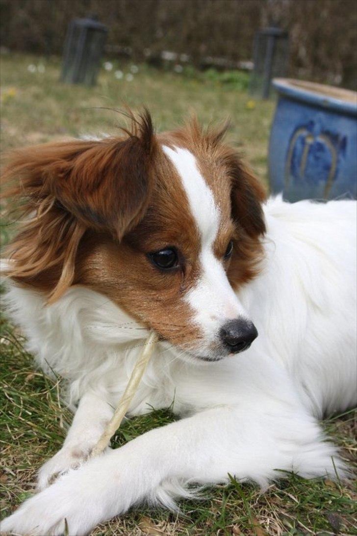 Blanding af racer Karla - Smukke<3 Foto: Maria Aaby billede 5