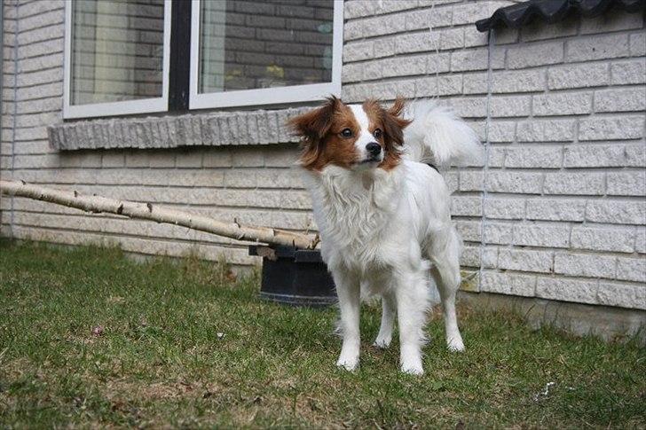 Blanding af racer Karla - Model'hund:* Foto: Maria Aaby billede 6