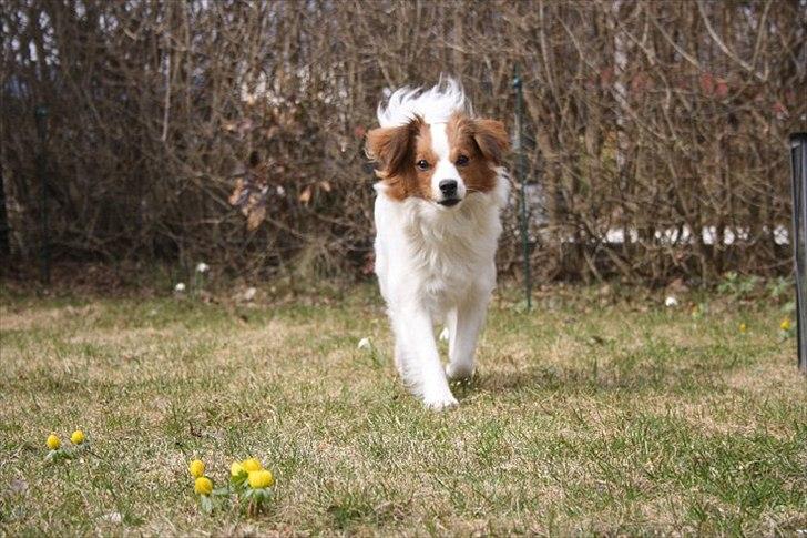 Blanding af racer Karla - Karla? Jeg elsker dig<3 Foto: Maria Aaby billede 7