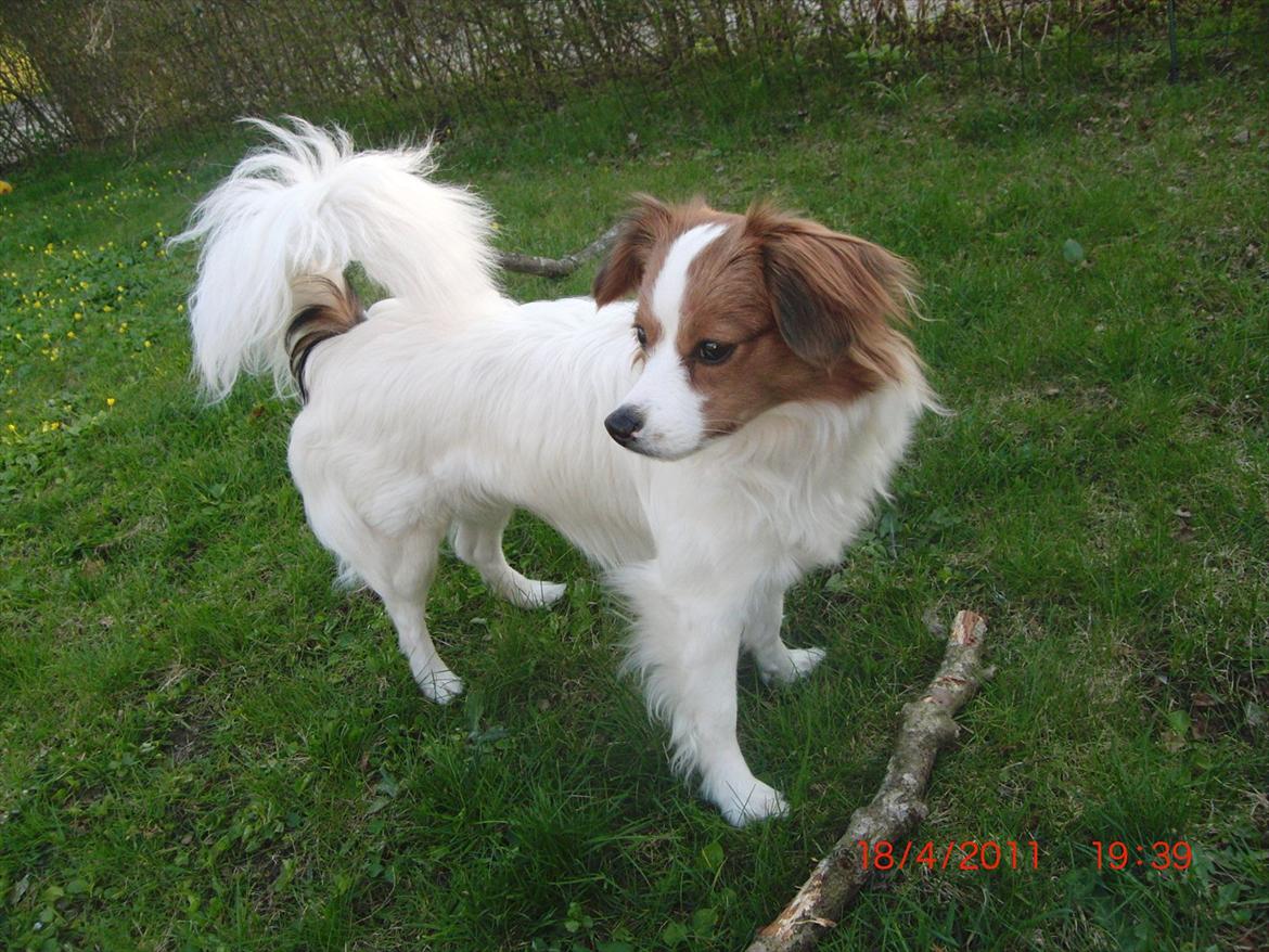 Blanding af racer Karla - Fordi du er fotogen hun! Foto: Mig billede 8