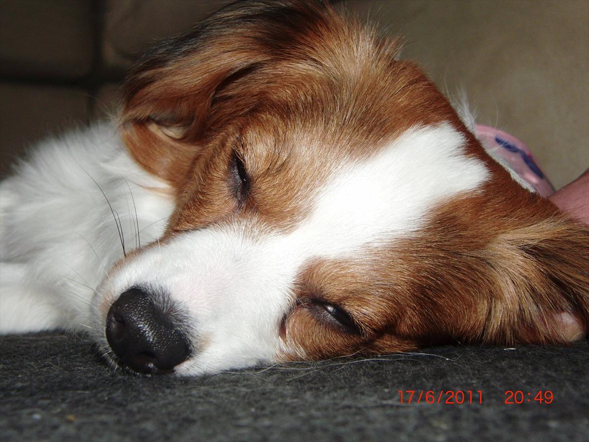 Blanding af racer Karla - Zzz.. Nu må i hellere gå jeg er træt. Foto: Mig billede 13