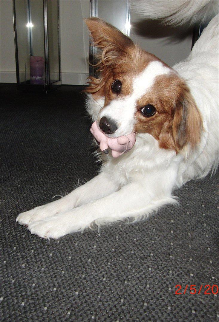 Blanding af racer Karla billede 9