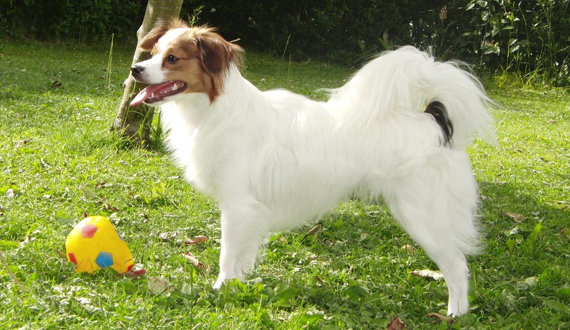 Blanding af racer Karla - En varn sommerdag. Foto: Lotte Raunsgaard billede 10