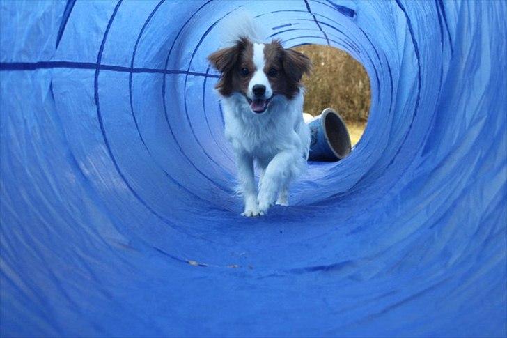 Blanding af racer Karla - Igennem tonellen. Foto: Maria Aaby billede 11