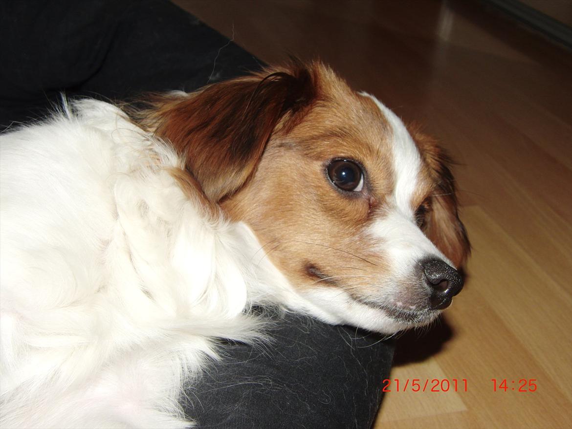 Blanding af racer Karla - Love:* Foto: Mig billede 12