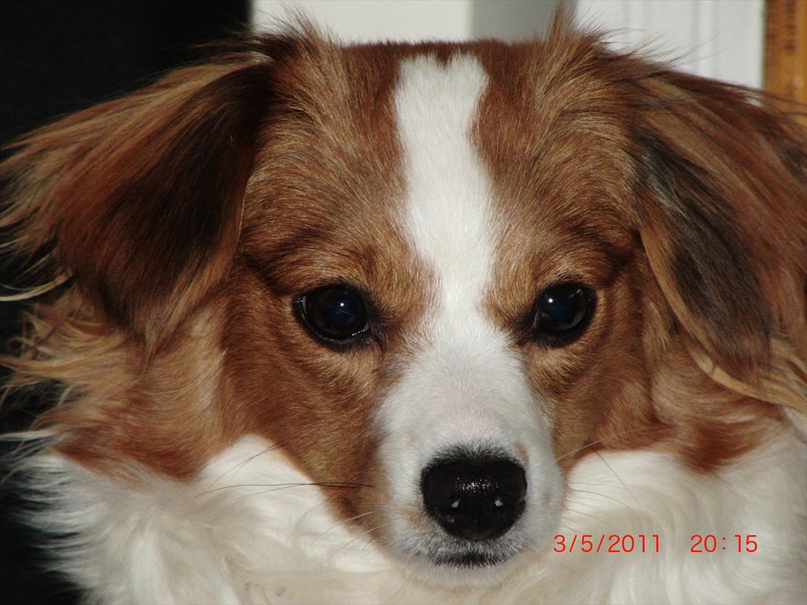 Blanding af racer Karla - When i see your face, there not a ting that i wood change<3 Foto: Mig billede 1