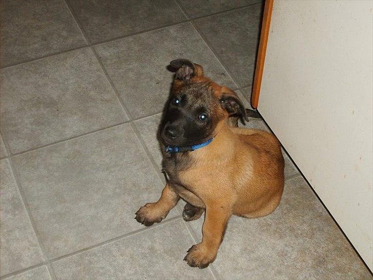 Malinois Malthe (Søholm's Funny Boy) billede 12