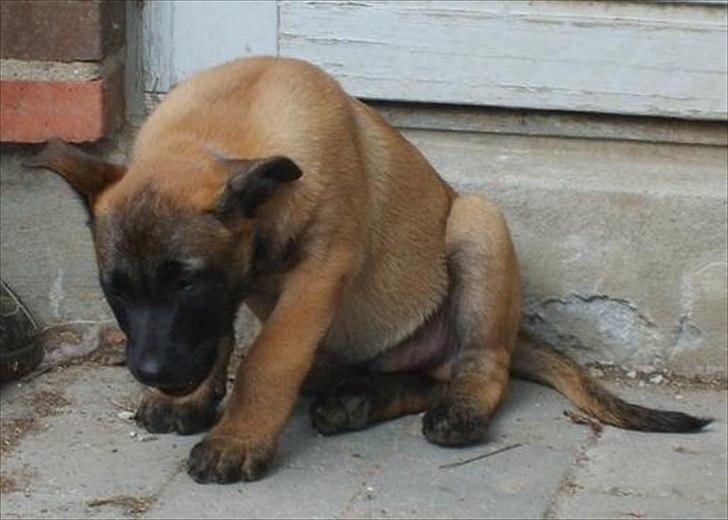 Malinois Malthe (Søholm's Funny Boy) billede 11