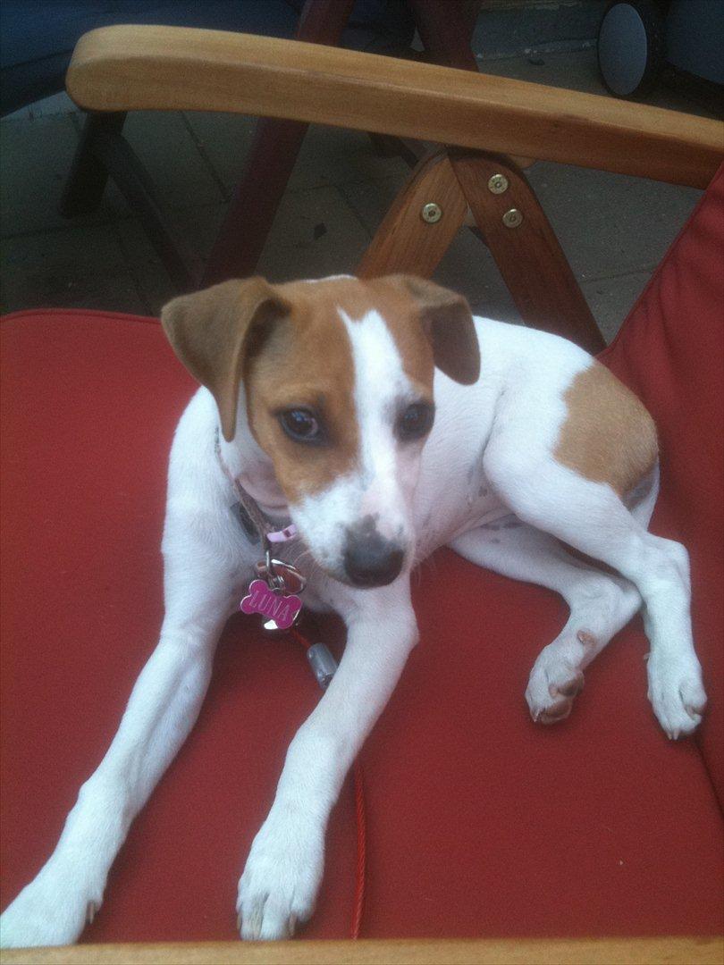 Dansk svensk gaardhund Luna billede 12