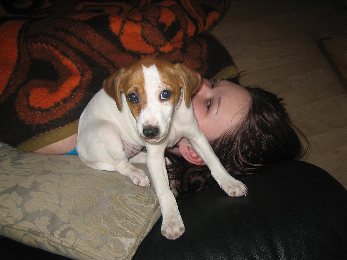 Dansk svensk gaardhund Luna billede 13