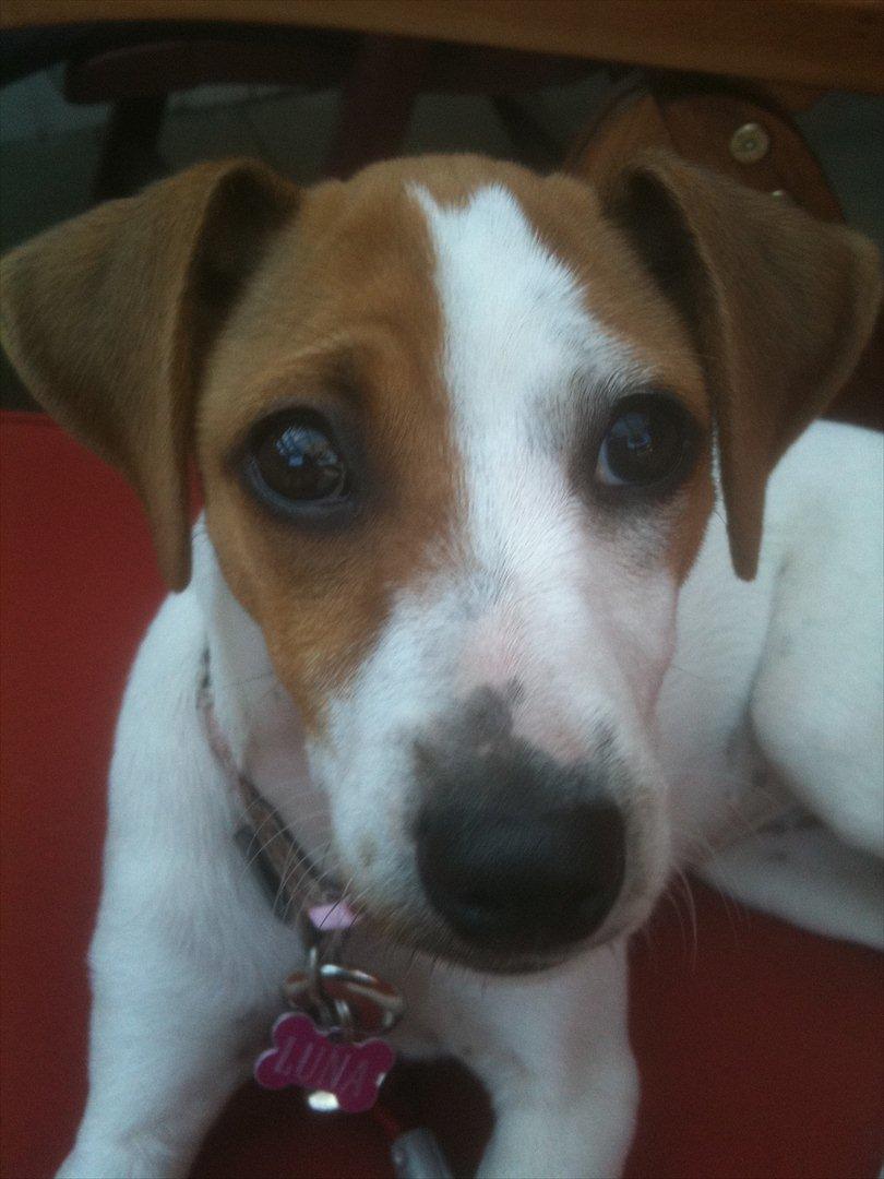 Dansk svensk gaardhund Luna billede 14