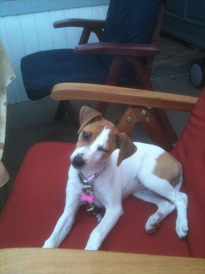 Dansk svensk gaardhund Luna billede 15