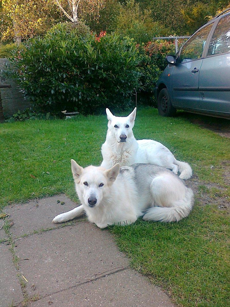 Hvid schæfer Rico - Rico og Nanoq billede 19