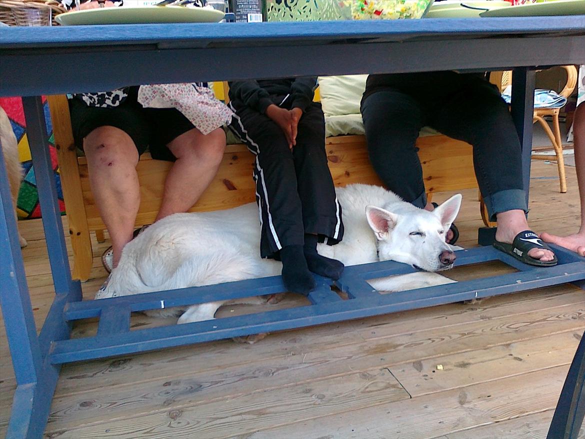 Hvid schæfer Rico - Så har man det godt billede 20