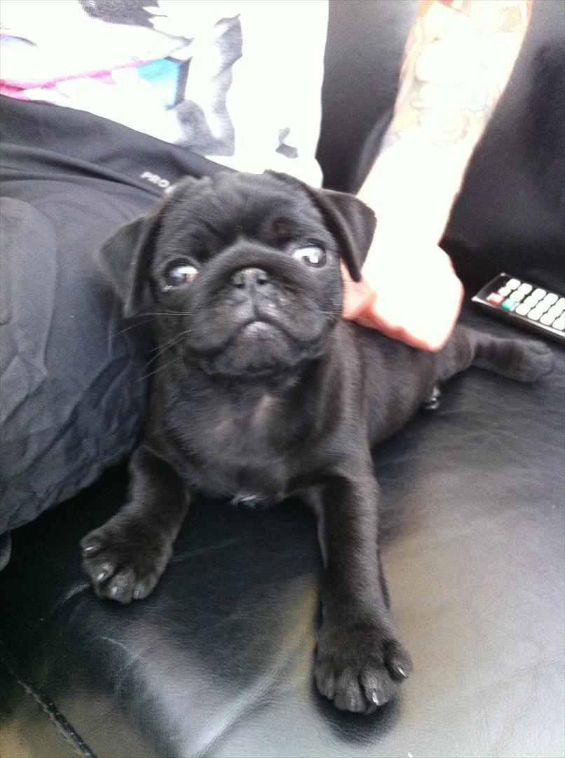 Mops Theia (Zita) billede 11