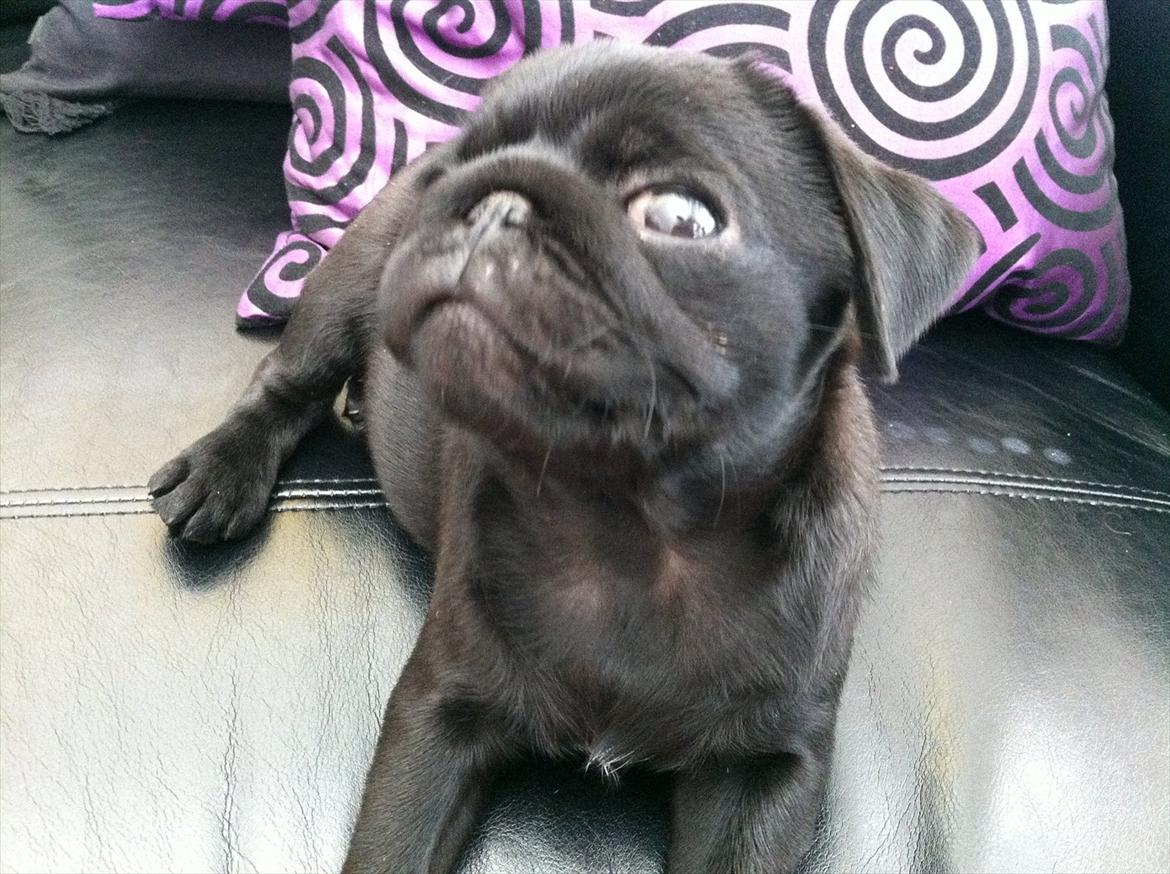 Mops Theia (Zita) billede 12