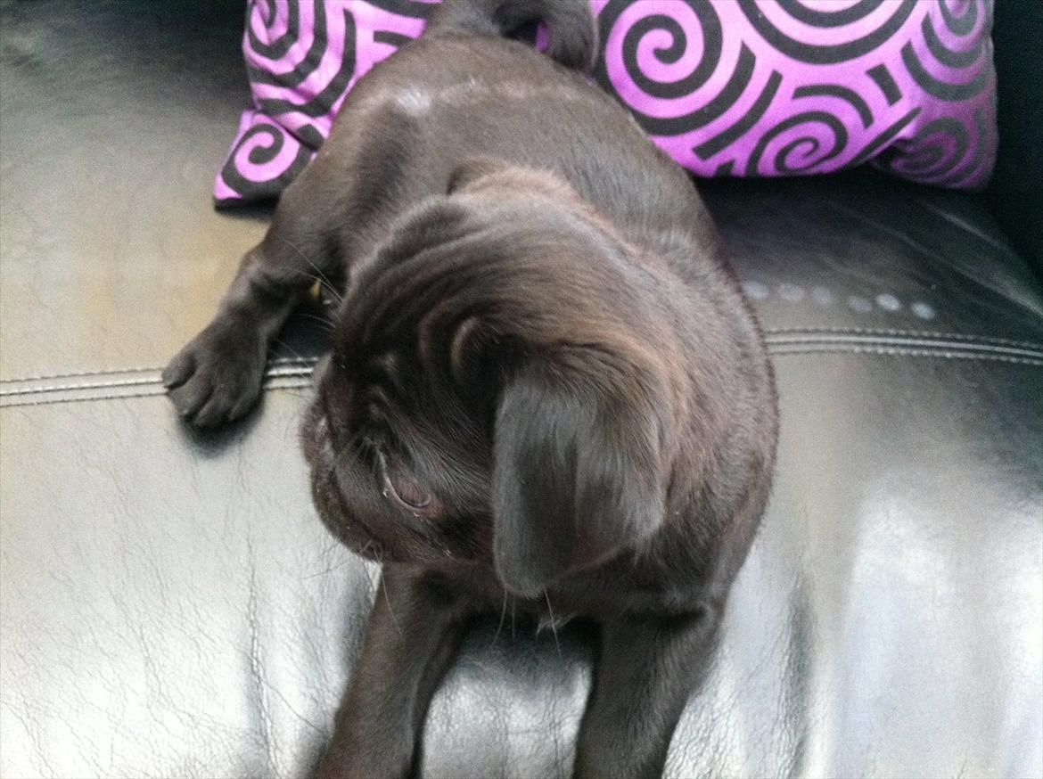 Mops Theia (Zita) billede 13