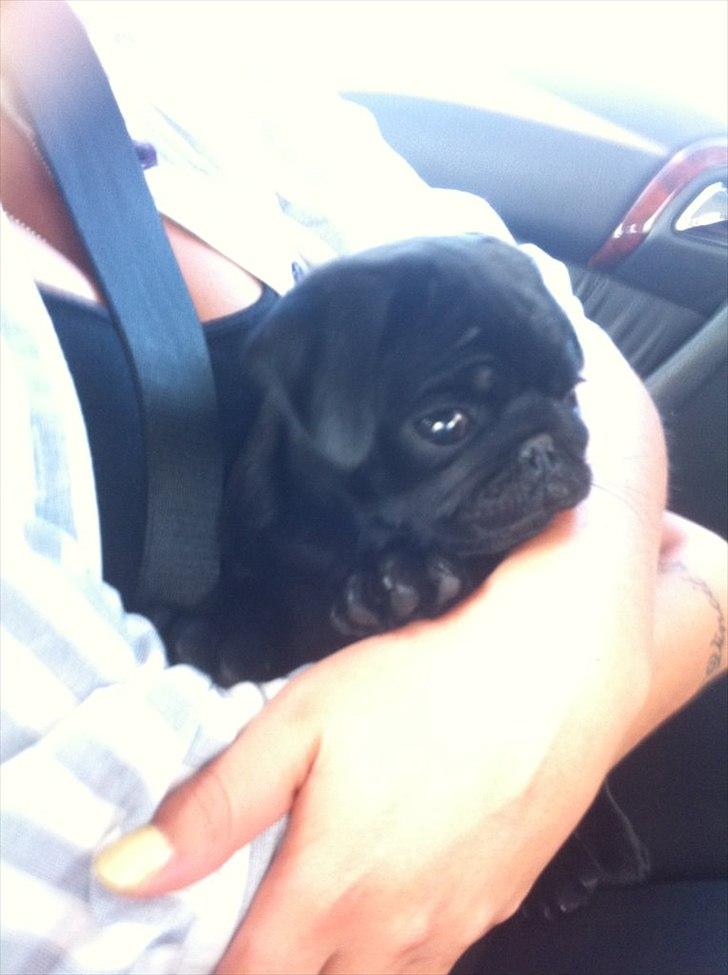 Mops Theia (Zita) - På vej hjem til min nye mor og far - 10 uger billede 9