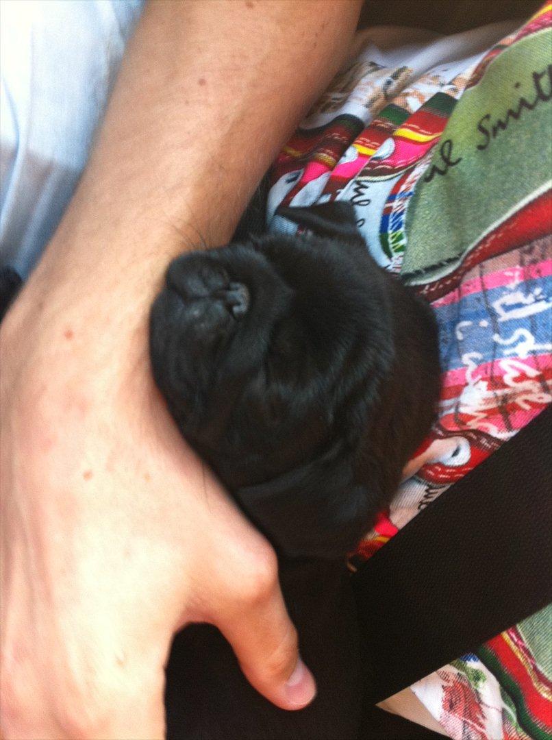 Mops Theia (Zita) billede 14