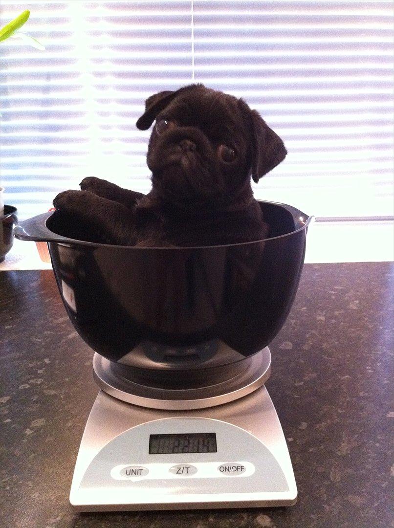 Mops Theia (Zita) billede 15