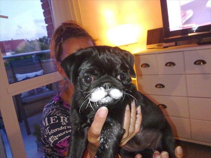 Mops Theia (Zita) billede 16