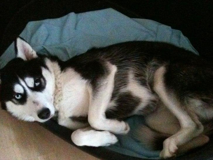 Siberian husky Lucca - Lille Lucca der er putteklar billede 19