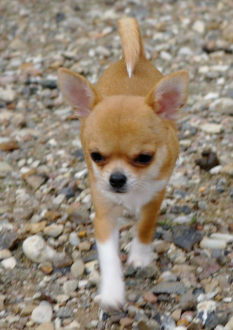 Chihuahua jelly-belly billede 18