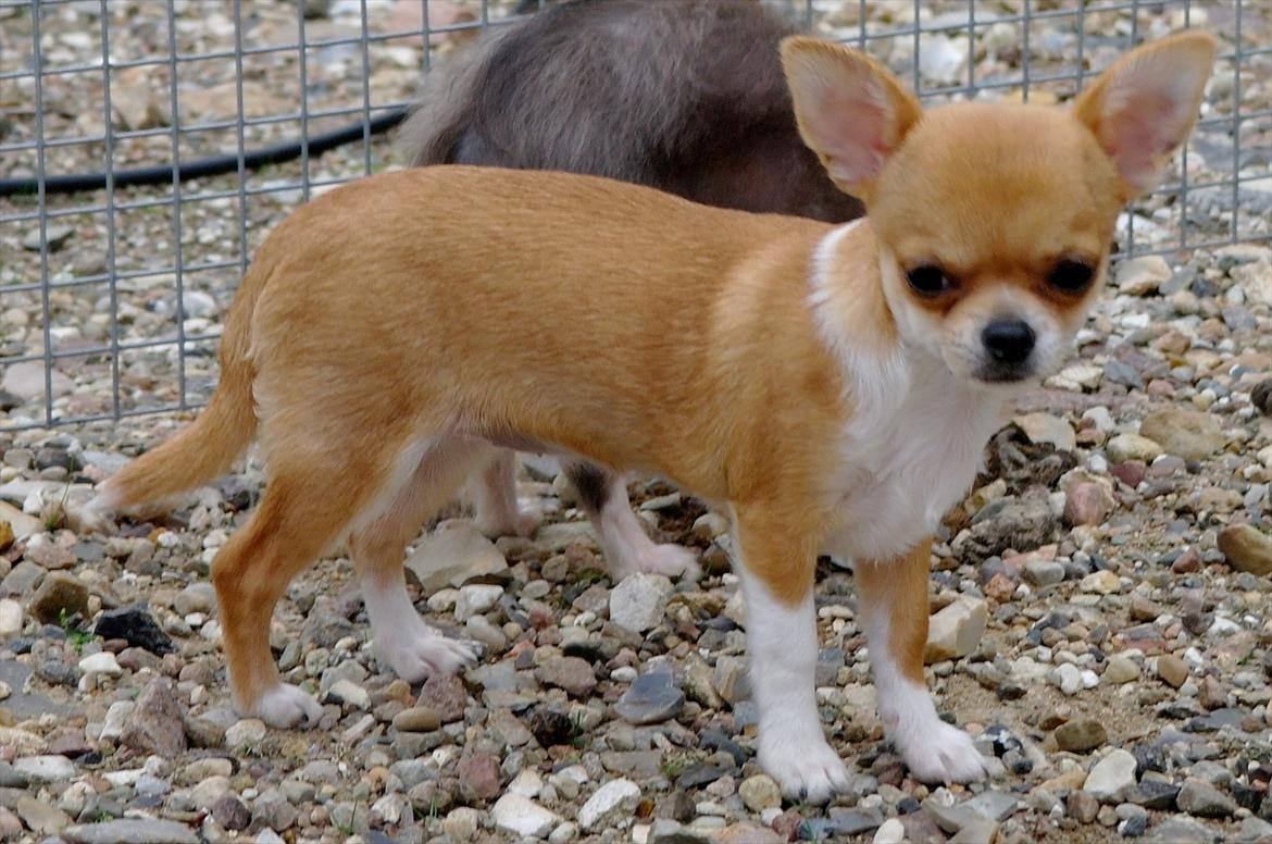 Chihuahua jelly-belly billede 19