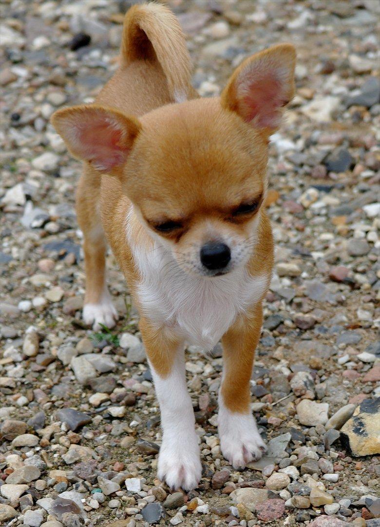 Chihuahua jelly-belly billede 20