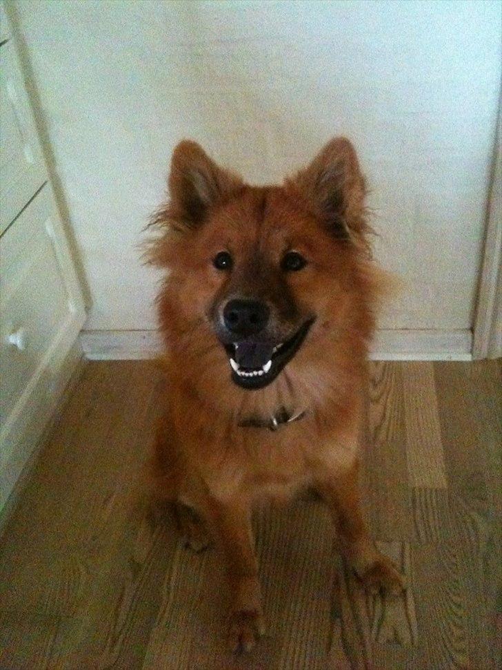 Eurasier Kærlundegårds Unun billede 1