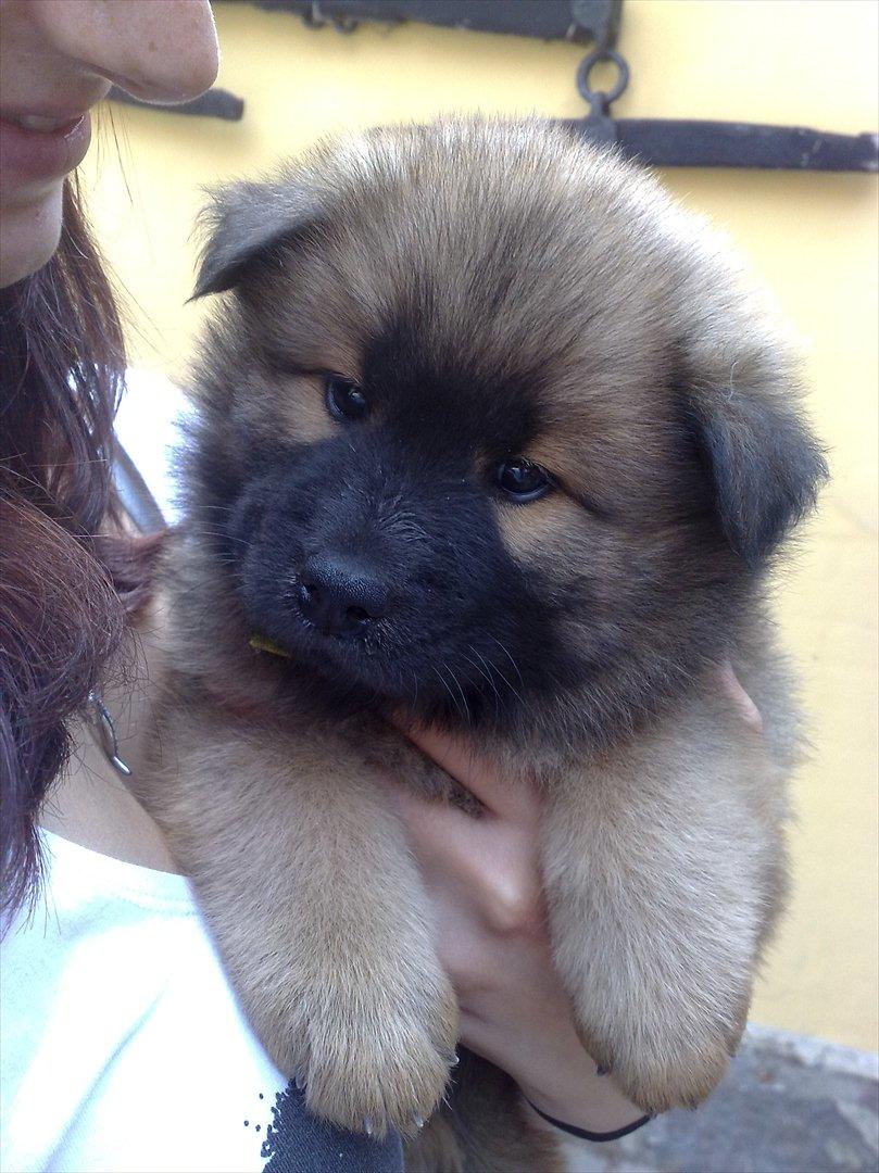 Eurasier Kærlundegårds Unun billede 2