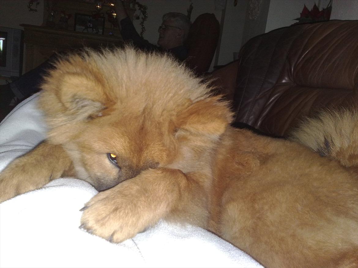 Eurasier Kærlundegårds Unun billede 3