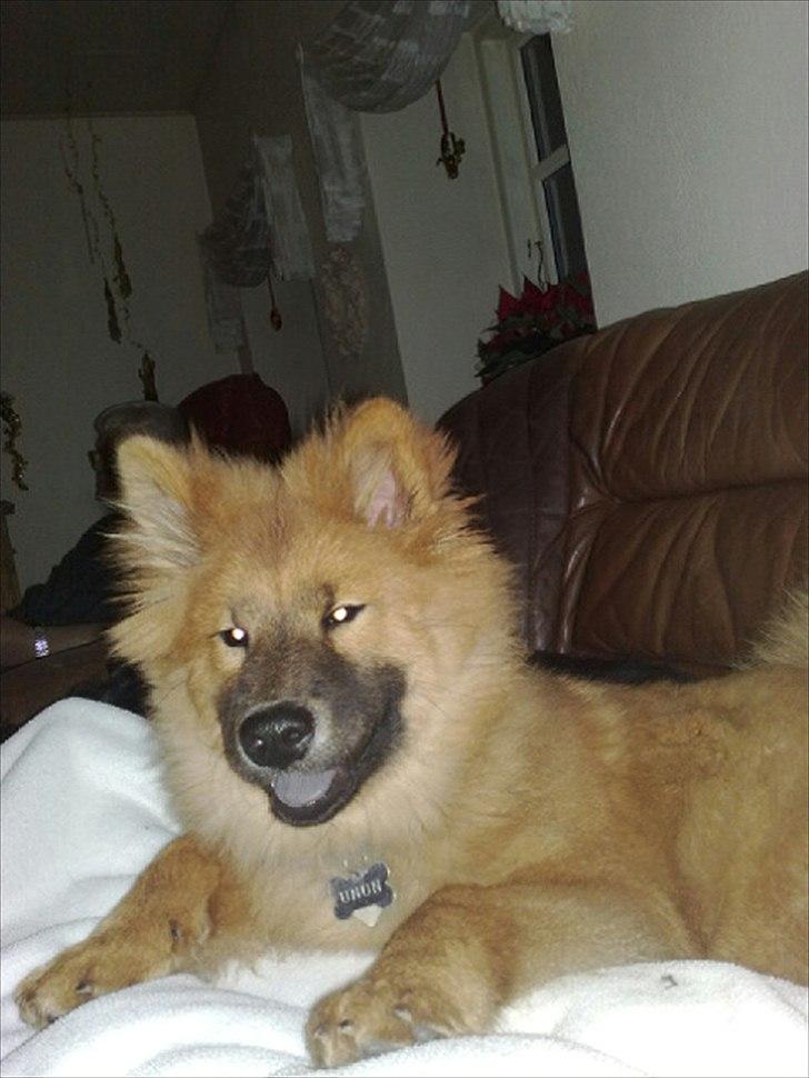 Eurasier Kærlundegårds Unun billede 4