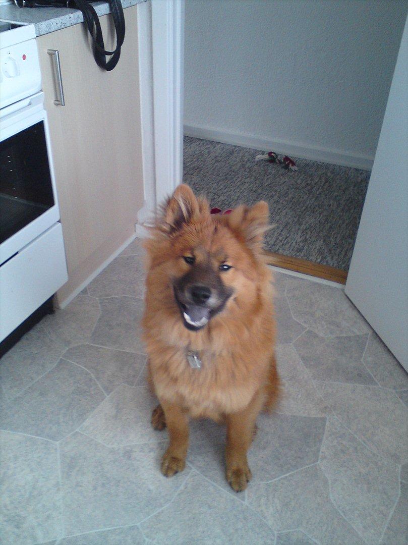 Eurasier Kærlundegårds Unun billede 5