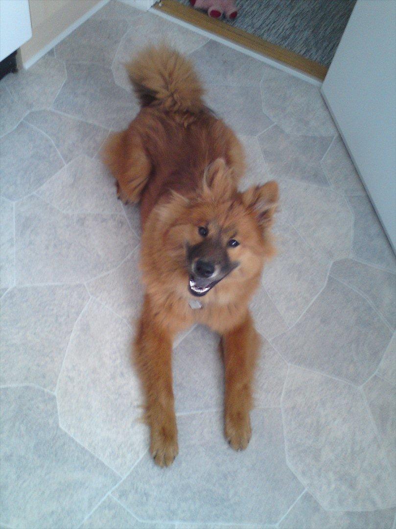 Eurasier Kærlundegårds Unun billede 6