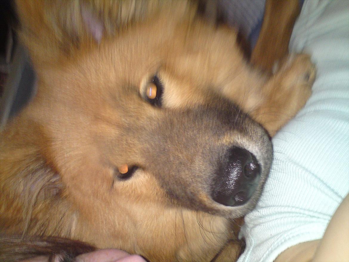 Eurasier Kærlundegårds Unun billede 7