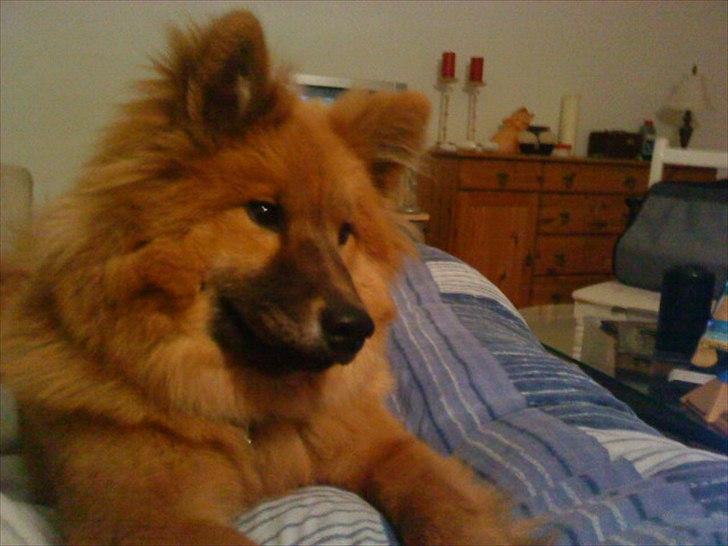 Eurasier Kærlundegårds Unun billede 8