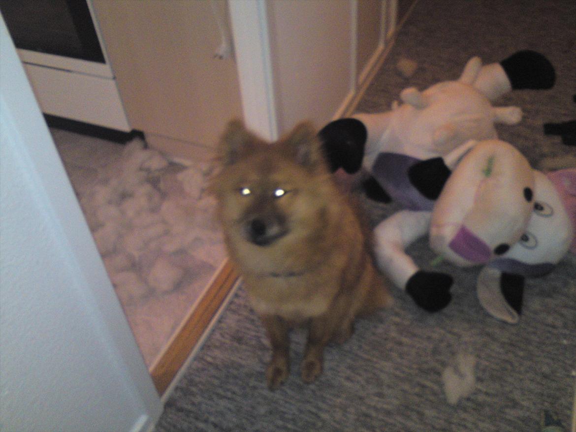 Eurasier Kærlundegårds Unun billede 9