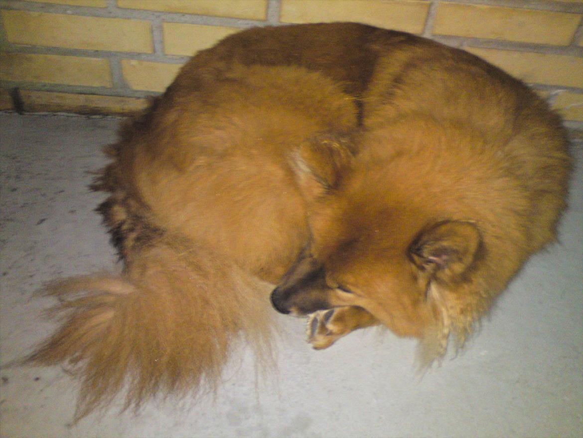 Eurasier Kærlundegårds Unun billede 10