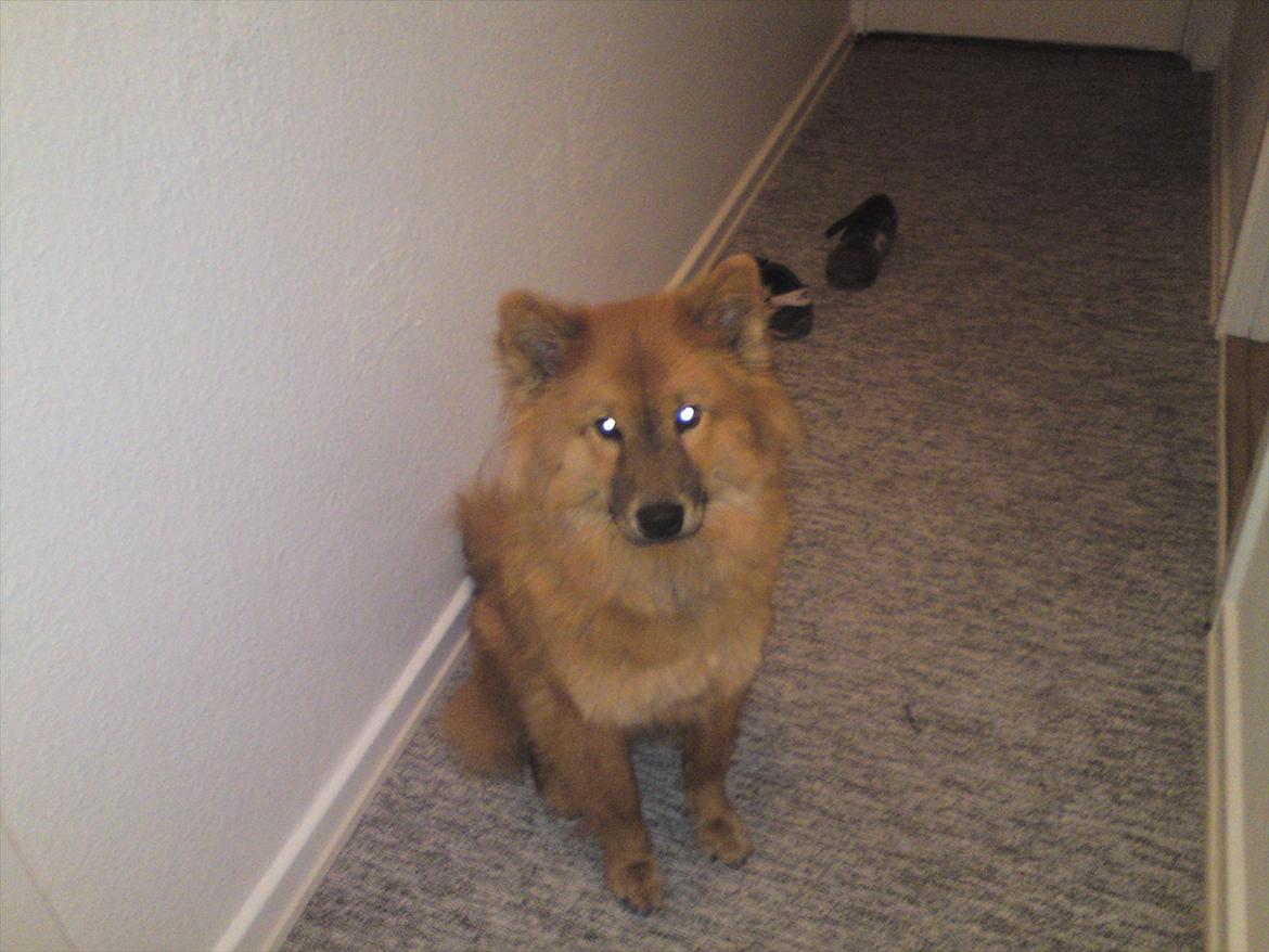 Eurasier Kærlundegårds Unun billede 11