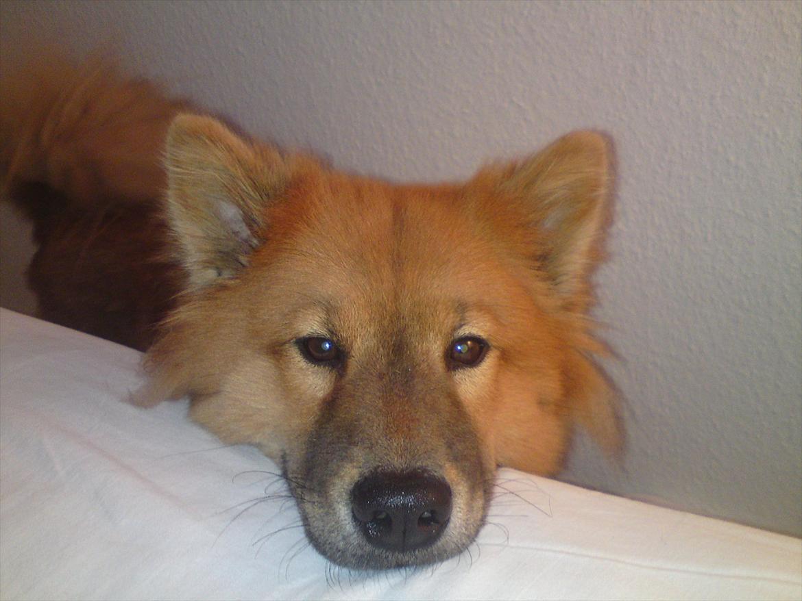 Eurasier Kærlundegårds Unun billede 12