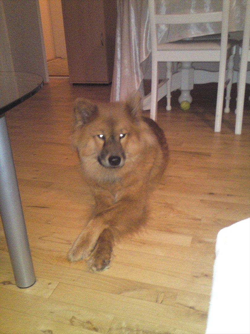 Eurasier Kærlundegårds Unun billede 13
