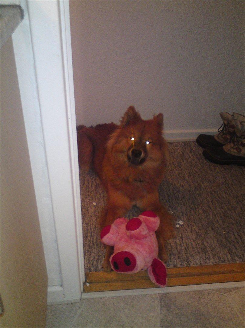 Eurasier Kærlundegårds Unun billede 14